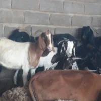 گله بز نجدی افغانی ومحلی ۴۰ راس نزدیکزا همه روهم|حیوانات مزرعه|بندر ماهشهر, |دیوار