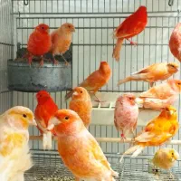 قناری سرخ|پرنده|سبزوار, کاشفی شمالی (دادگستری)|دیوار