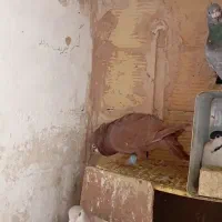 کفتر کبوتر سرخ و زرد