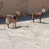 گوسفند