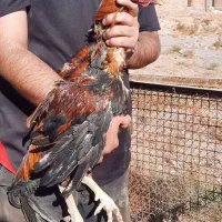 سلام. تعداد ۱۶عدد مرغ وخروس،۲تا خروس لاری،۸تا جوجه|حیوانات مزرعه|قزوین, |دیوار