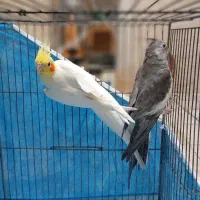 عروس هلندی|پرنده|قم, شهرک فاطمیه|دیوار