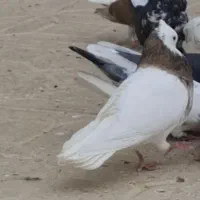 طوق معاوضه با قناری نر