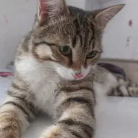 گم شده|حیوانات|رفسنجان, |دیوار