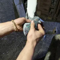 کبوتر پرشی