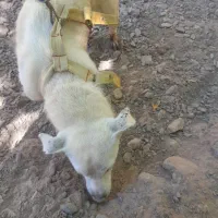 سگ پا کوتاه