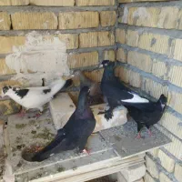 6تا کفتر 1000|پرنده|مرودشت, شهرک مهدیه|دیوار