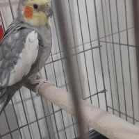 عروس هلندی نر ماده