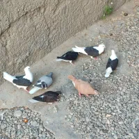 کفتر رنگی فروشی