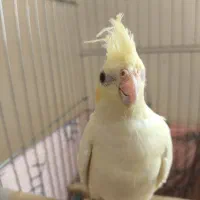 پرنده عروس هلندی سه عدد|پرنده|بندرعباس, |دیوار