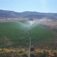 یونجه درجه یک