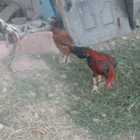 خروس سالم و زرنگ