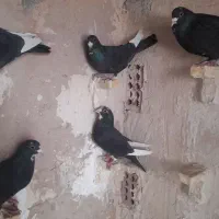 تعدادی پلنگ خوب