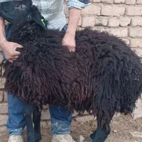 شیشک قوچ هترو