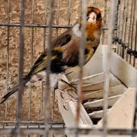 سهره قناری نشوندار