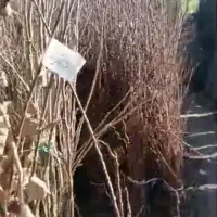 نهال دارم حراج کردم زیر قیمت بازار میدم