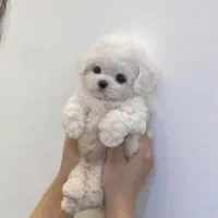 واگذاری نی نی سگ توله