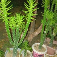 کاکتوس ستونی یا خیاری