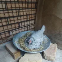 تخم مرغ نطفه گلین