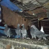 کفتر فروشی|پرنده|جلگه ماژان, |دیوار