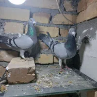 کفتر|پرنده|بجنورد, |دیوار