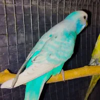 مرغ عشق انگلیسی رینبو اسپانگل خاص ضمانتی|پرنده|خاش, |دیوار