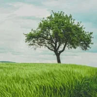 نیازمند نگهبان باغ با جای خواب