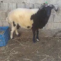 فروش یکجا ماده گوسفند