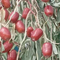 سنجدخوشمزه