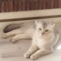 سه بچه گربه ی اصیل نژاد دار اسکاتیش فلد