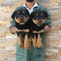 روتوایلر و دوبرمن گریدA با خط خون بالا|سگ|تهران, بریانک|دیوار