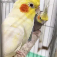 2 جفت عروس هلندی