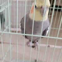 عروس هلندی نر