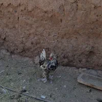 خروس گلین اصل