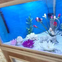 اکواریوم|ماهی|مریوان, |دیوار