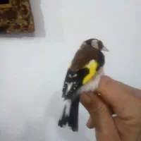سهره نر|پرنده|رشت, جانبازان|دیوار