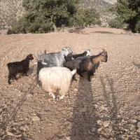 بزداشتی