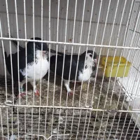 یک جفت ساده به همراه جوجه|پرنده|گنبد کاووس, |دیوار