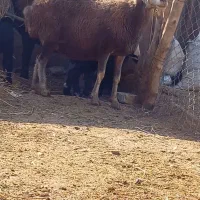 میش آبستن صابونی دوقلو زا