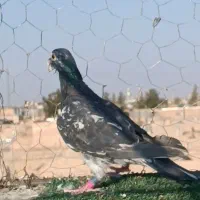 تعداد آلمانی و کرمانی|پرنده|بیرجند, |دیوار