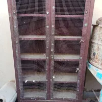 کبوتر