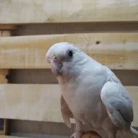 عروس هلندی نر آلبینو|پرنده|آران و بیدگل, |دیوار