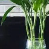 گلبامبو الوورا