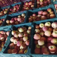 سیب قرمز|خوردنی و آشامیدنی|نقده, |دیوار