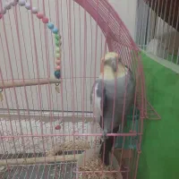 عروس هلندی و طوطی برزیلی|پرنده|قرچک, میرزائی جنوبی|دیوار