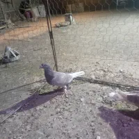 کبوتر|پرنده|تربت‌حیدریه, پائین ولایت|دیوار