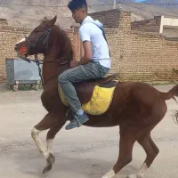 اسب باشگاهی نریان کرد ۵نشان