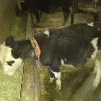 گوساله نرسیمینتال وماده سیمینتال