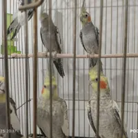 عروس هلندی جفت خورده|پرنده|هشتگرد, |دیوار