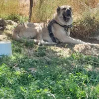 واگذاری سگ سرابی|سگ|تبریز, |دیوار